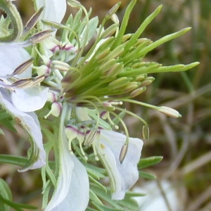 Nigella hispanica var. parviflora Coss. (Nigelle d'Espagne)