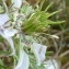  Ans Gorter - Nigella hispanica var. parviflora Coss.