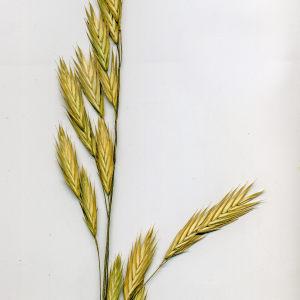 Photographie n°202964 du taxon Ceratochloa cathartica (Vahl) Herter [1940]