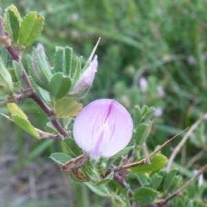 Photographie n°202975 du taxon Ononis spinosa subsp. spinosa