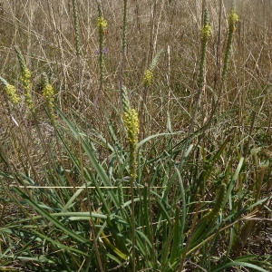 Photographie n°202979 du taxon Plantago maritima subsp. serpentina (All.) Arcang. [1882]