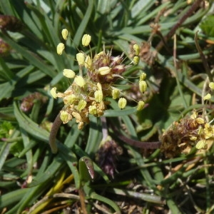  - Plantago maritima subsp. serpentina (All.) Arcang. [1882]
