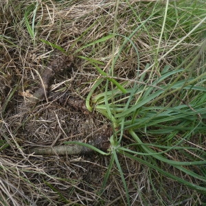  - Plantago maritima subsp. serpentina (All.) Arcang. [1882]