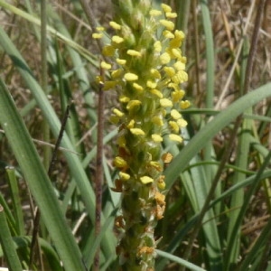  - Plantago maritima subsp. serpentina (All.) Arcang. [1882]