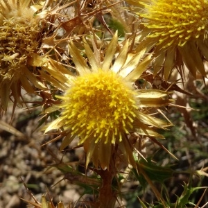 Photographie n°203012 du taxon Carlina corymbosa L. [1753]