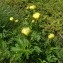  Ans Gorter - Trollius europaeus subsp. europaeus