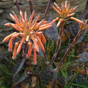 Aloe saponaria (Aiton) Haw. (Àloe maculat)