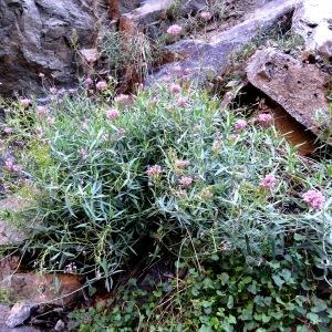 Centranthus lecoqii Jord. subsp. lecoqii (Centranthe de Lecoq)