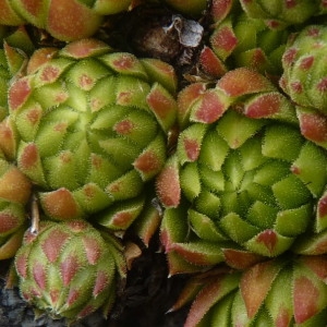  - Sempervivum globiferum subsp. allionii (Jord. & Fourr.) 't Hart & Bleij [1999]