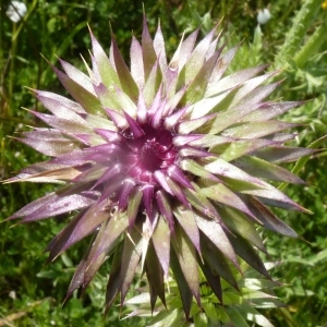 Carduus nutans L. subsp. nutans (Chardon penché)