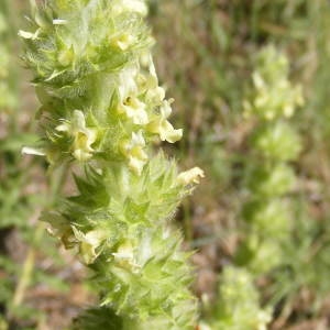 Sideritis provincialis (Jord. & Fourr. ex Rouy) Coulomb & J.M.Tison (Crapaudine de Provence)