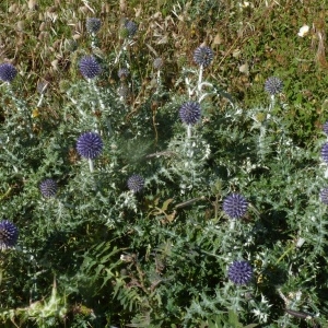 Photographie n°203082 du taxon Echinops ritro L. [1753]