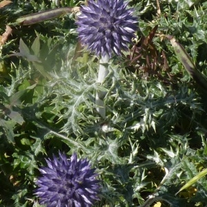 Photographie n°203083 du taxon Echinops ritro L. [1753]