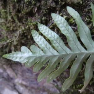 Photographie n°203103 du taxon Polypodium cambricum L. [1753]