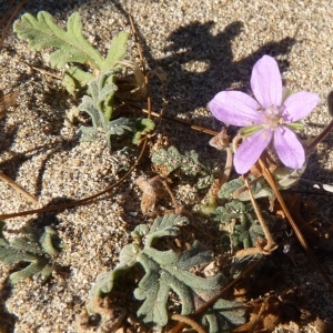 Photographie n°203120 du taxon Erodium laciniatum (Cav.) Willd. [1800]