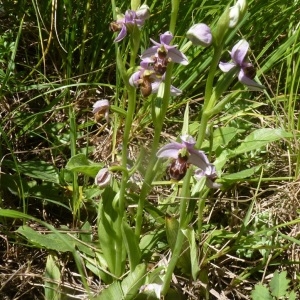 Photographie n°203122 du taxon Ophrys scolopax subsp. scolopax