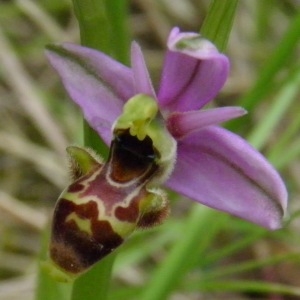 Photographie n°203123 du taxon Ophrys scolopax subsp. scolopax