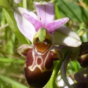Photographie n°203125 du taxon Ophrys scolopax subsp. scolopax