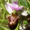  Ans Gorter - Ophrys scolopax subsp. scolopax