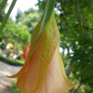 Cerbera peruviana Pers. (Poison des flèches)