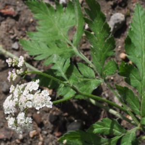 Seseli coloratum var. carvifolium (Vill.) Burnat (Séséli à feuilles de carvi)