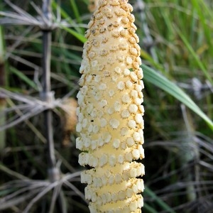  - Equisetum telmateia Ehrh.