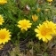  Ans Gorter - Gazania rigens (L.) Gaertn. [1791]
