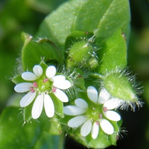 Photographie n°203190 du taxon Stellaria media (L.) Vill. [1789]