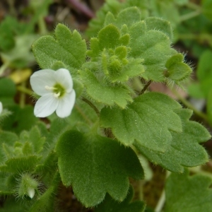 Photographie n°203198 du taxon Veronica cymbalaria Bodard [1798]