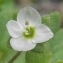  Ans Gorter - Veronica cymbalaria Bodard [1798]