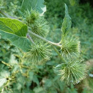 Arctium majus subsp. nemorosum (Lej.) Rouy (Bardane des bois)