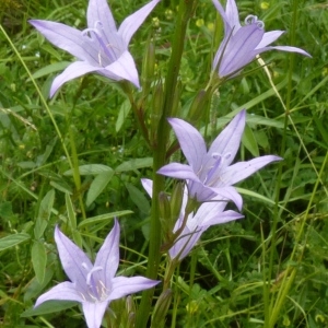 Photographie n°203210 du taxon Campanula rapunculus L. [1753]