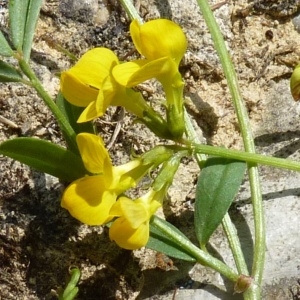  - Hippocrepis scorpioides Benth. [1826]