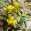  Ans Gorter - Hippocrepis scorpioides Benth. [1826]