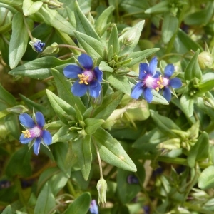 Photographie n°203317 du taxon Lysimachia foemina (Mill.) U.Manns & Anderb.