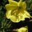  Ans Gorter - Oenothera glazioviana Micheli [1875]