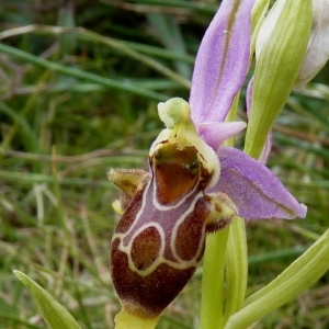 Photographie n°203332 du taxon Ophrys corbariensis J.Samuel & J.M.Lewin [2002]