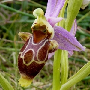 Ophrys corbariensis J.Samuel & J.M.Lewin (Ophrys des Corbières)