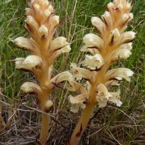 Photographie n°203335 du taxon Orobanche santolinae Loscos & J.Pardo [1863]