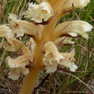 Orobanche artemisii-campestris subsp. santolinae (Loscos & Pardo) O.Bolòs, Vigo, Masalles & Ninot