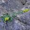  Alain Bigou - Solidago virgaurea subsp. minuta (L.) Arcang. [1882]