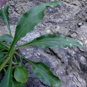  - Solidago virgaurea subsp. minuta (L.) Arcang. [1882]