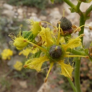 Ruta chalepensis subsp. fumariifolia (Boiss. & Heldr.) Nyman (Rue de Chalep)