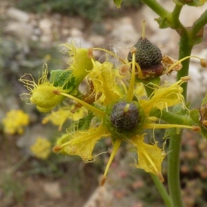 Ruta macrophylla Sol. (Rue de Chalep)