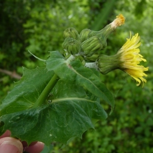 Photographie n°203380 du taxon Sonchus oleraceus L. [1753]