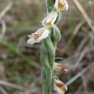 Photographie n°203382 du taxon Spiranthes spiralis (L.) Chevall. [1827]