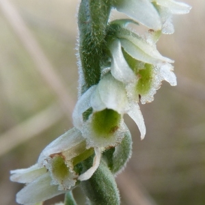 Ophrys autumnalis Balb. (Spiranthe d'automne)