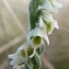  Ans Gorter - Spiranthes spiralis (L.) Chevall. [1827]