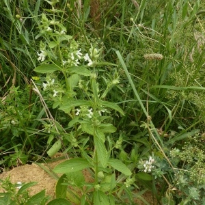 Photographie n°203385 du taxon Stachys annua (L.) L. [1763]