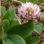  Ans Gorter - Trifolium fragiferum L. [1753]